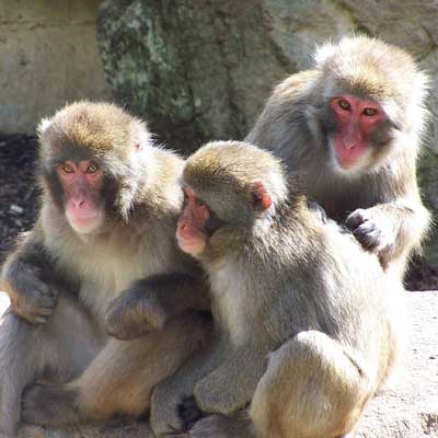 Study hints language skills came early in primates