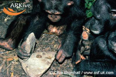 Use of stone hammers sheds light on geographic patterns of chimpanzee tool use