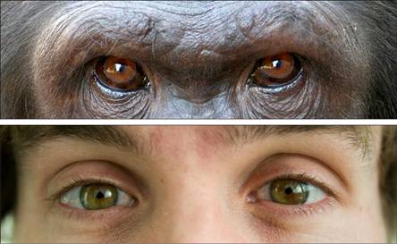 Did evolution make our eyes stand out?