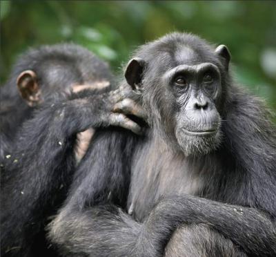 Male Chimps Prefer Older Females