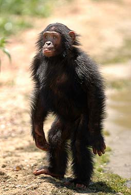 Humans And Chimpanzees, How Similar Are We?